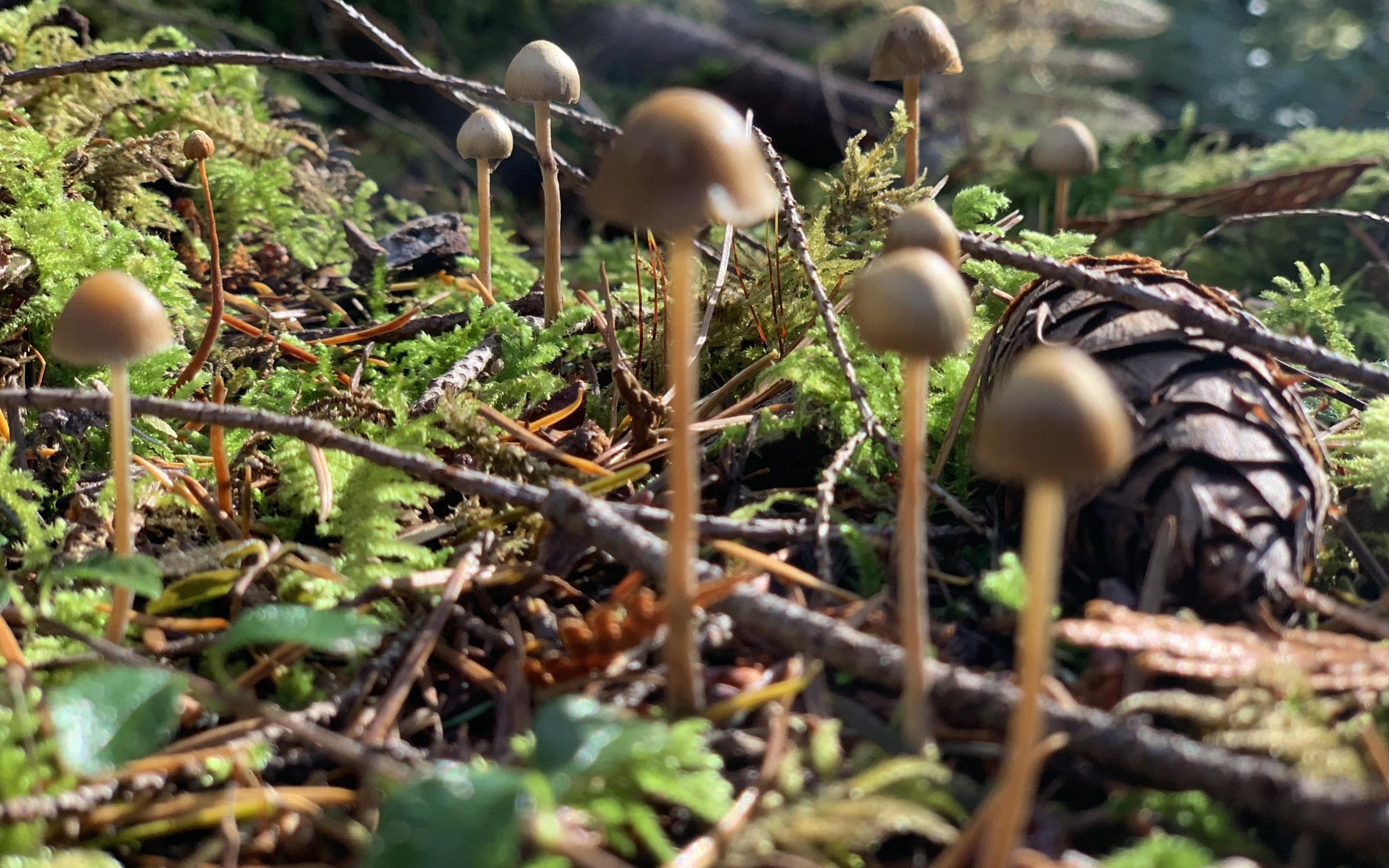 forest mushrooms again